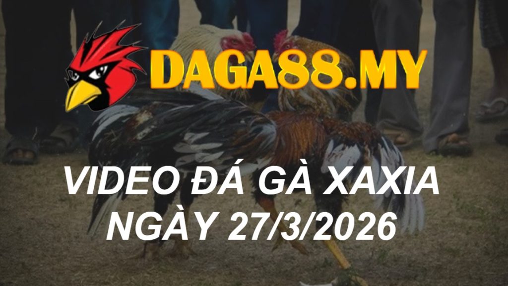 VIDEO GÀ XAXIA NGÀY 27/3/2026